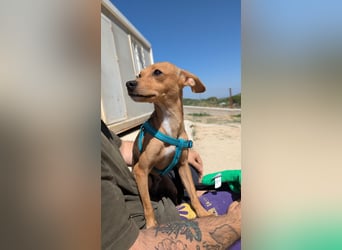 Cosimo, sucht sein Happy End