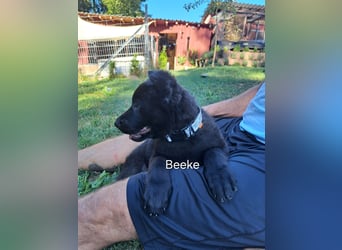 DSH Deutscher Schäferhund - Welpen lackschwarz