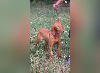 Huba, geboren 01.01.2024, 54cm sucht aktive Menschen (Pflegestelle Deutschland)