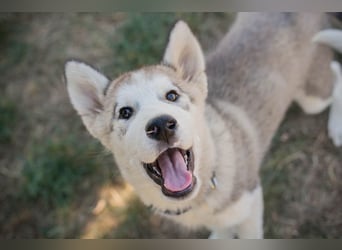 Welpe MILOW - der hübsche kleine Mann sucht ein tolles Für-Immer Zuhause