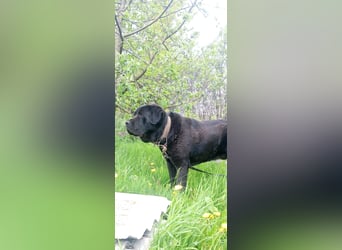 Lawr - der englische Labrador sucht ein echtes Zuhause.
