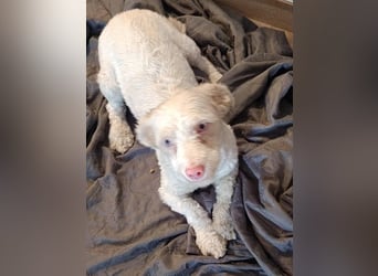 Hooney - freundliche, aktive, katzenverträgliche Malteser-Mix Hündin / Pflegestelle in Brakel