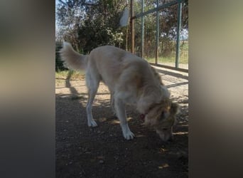 Falcon - junger beeindruckender feiner Hundemann