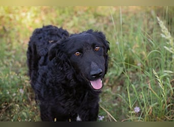 Chip 2277422: Sucht ein Zuhause