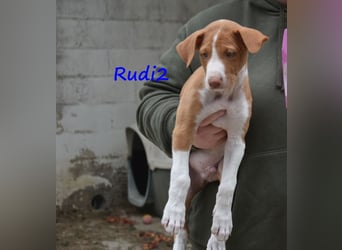 Rudi2 geb. 03/2025 (ESP) - sportlicher Podenco Ibicenco Welpe!