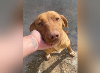 Laika - Vizsla Mix Schönheit sucht ihre Menschen