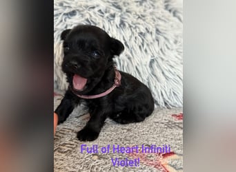 Yorkshire terrier schwarz mädchen