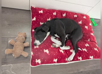 Welpe Kira sucht ihr Für-Immer-Zuhause ❤️