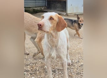 Zoe, eine wunderbare Familienhündin