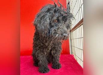 schmusige Puli-Hündin XENA - 2 Jahre, 40cm/12kg 