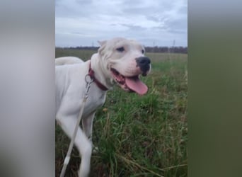 Dogo Argentino Hündin 3 Jahre