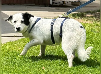 ♥SUNNY♥ auf Pflegestelle bei Leverkusen - zierliche, verschmuste, fröhliche kleine Zuckermaus 34cm