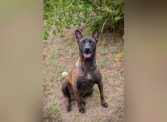 ROMINA - die hübsche Malinois-Hündin sucht ein hundeerfahrenes Zuhause!