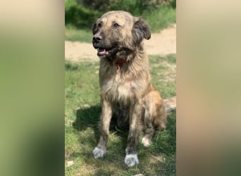 Nandi, geb. ca. 03/2020, lebt in GRIECHENLAND, städt. Tierheim Serres