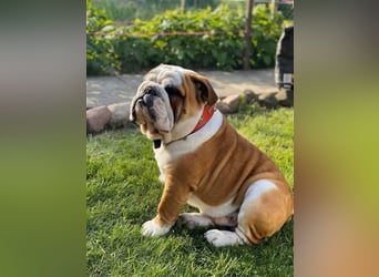 Englische Bulldoggenwelpen verfügbar in der Hauszucht "Von Teodor" FCI!