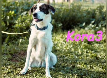Kora3 08/2019 (ESP) - verspielte und kluge Boxer Mix Hündin!