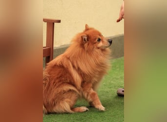 Balu SR – Schatz sucht Ruhe