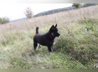 Eurasier - A. Malamute Nord-Hybrid Welpe:  Hündin, Name: Akota