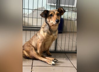 Bambi, geboren 2020 sucht tierliebe Menschen