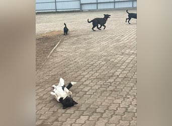 Domino, 1,5 Jahre, 38cm, wünscht sich ein eigenes Körbchen