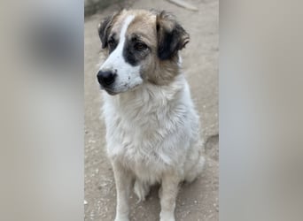 Möhre, geb. ca. 10/2021, lebt in GRIECHENLAND, im städt. Tierheim Serres