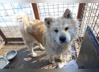 Yuki - ruhige Akita-Hündin