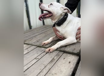 Angel sucht Herzensmenschen
