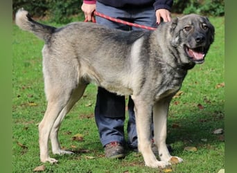 Margherito - freundlicher Hund sucht Einzelplatz