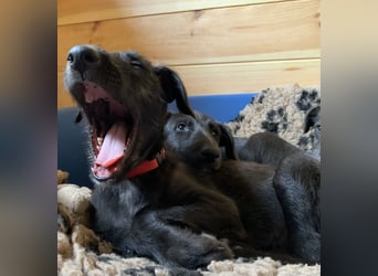 Deerhoundwelpen suchen ein liebevolles Für-Immer-Zuhause