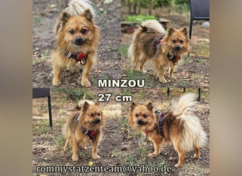 Minzou ist ein kluges, pfiffiges Hundemädel