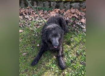 Priska: Für Menschen mit Herz und Hundeverstand