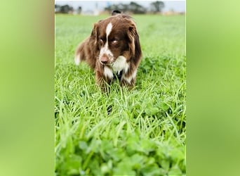 Australian Shepherd Red Bi Deckrüde