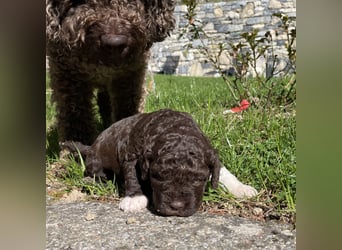 Lagotto - ein Herz aus Locken und Liebe