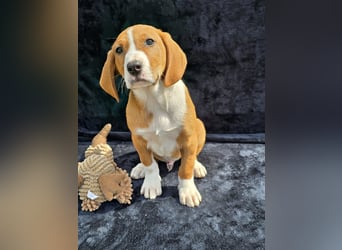 Vincent, einer von 5 süssen Welpen die auf der Strasse geboren wurden