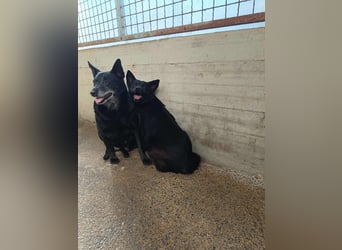 hübsche Mischlings Hündin Summer sucht ein Zuhause oder Pflegestelle
