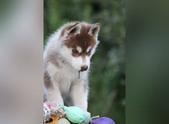 Bright Little Bear Beggin For Trouble