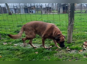 Zora sucht ein Zuhause