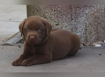 LABRADOR WELPEN Reinrassig mit Ahnentafel - GRAU und BRAUN - Beste Familienzucht