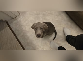 Labmaraner Welpen ( Labrador- Weimaraner)