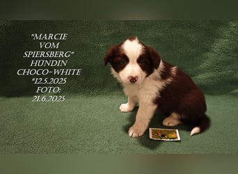 Border Collie-Welpen , black-,choco-,red-white und red-,black-merle
