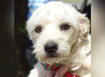 MARVIN, Malteser Mix