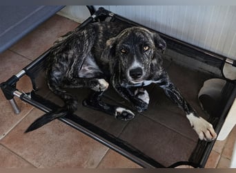 Coco: Schönheit mit goldenen Augen