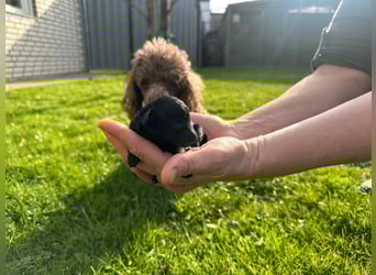 Welpen Pudel , Toypudel , Minipudel