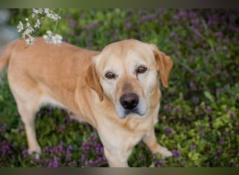 SAM - Aufgeschlossener und freundlicher Hundemann sucht seine Menschen...