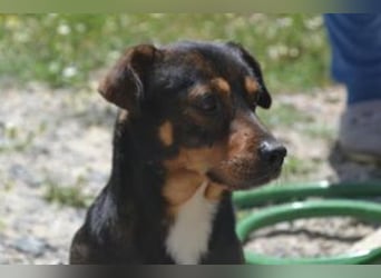 Bingo – einer von zwölf zurückgelassenen Hunden sucht ein neues Zuhause