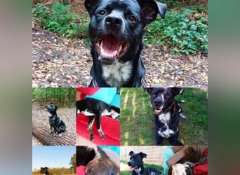 MIKO-#NOTFALL#-hübscher Hundemann liebt ausgedehnte Spaziergänge im Grünen