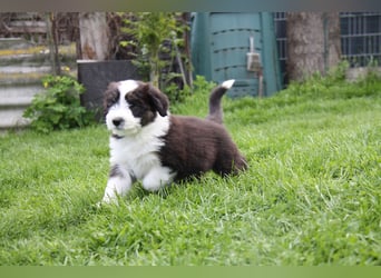 Bearded Collie Welpen, wir sind bereit für die Welt!