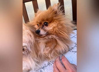 Mogyoro SR- kleiner Pomeranian mit großem Nachholbedarf sucht geduldige Menschen