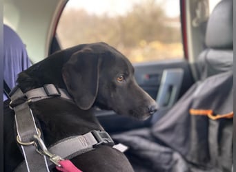 Ozzy – Ein fröhlicher Entdecker sucht sein Zuhause!