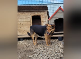 Sensible CHARLIE sucht ihre Menschen
